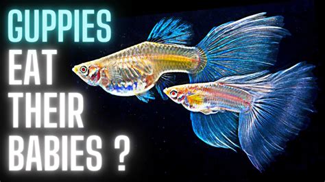 Guppy Fish Care – Why do Guppies Eat their Babies ? - YouTube