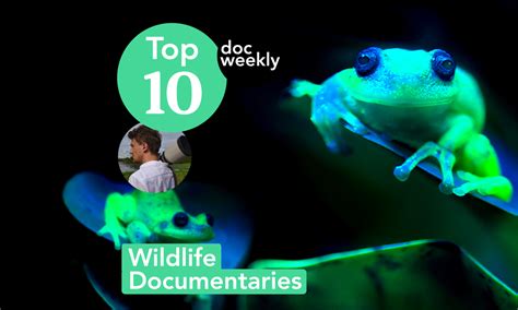 Top 10 Wildlife Documentaries - With Nature Photographer Matthieu Courdesses — Documentary Weekly