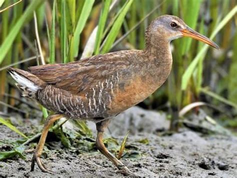 Rallidae Browse by Family, All About Birds, Cornell Lab of Ornithology