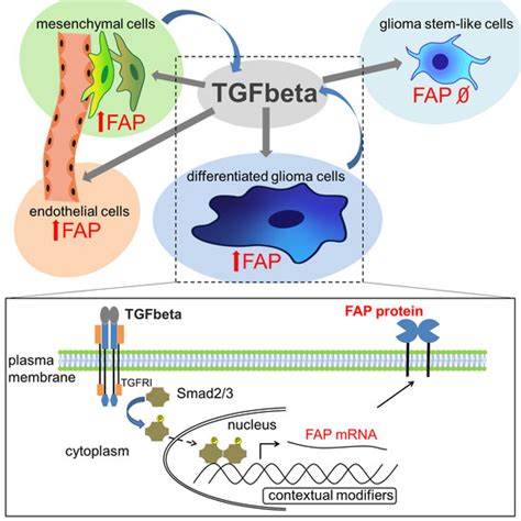 IJMS | Free Full-Text | Regulation of Fibroblast Activation Protein by ...