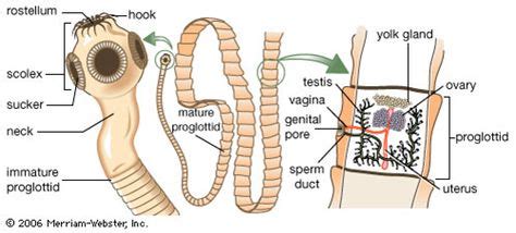 Beef Tapeworm - The Reproductive System | Uterus, Biology plants, Reproductive system