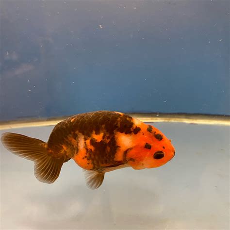 Ranchu - 4109 - The Fish Sempai