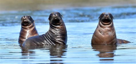 Dunedin sea lions notch up breeding record | Otago Daily Times Online News