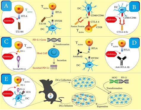 Frontiers | Immune Checkpoints, a Novel Class of Therapeutic Targets ...