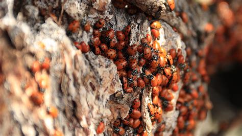 How to Get Rid of Ladybugs - Asian Lady Beetle Infestation