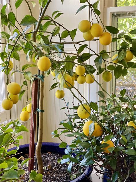 My TOP TIPS For Growing A Magnificent Meyer Lemon Tree: Who Needs The ...