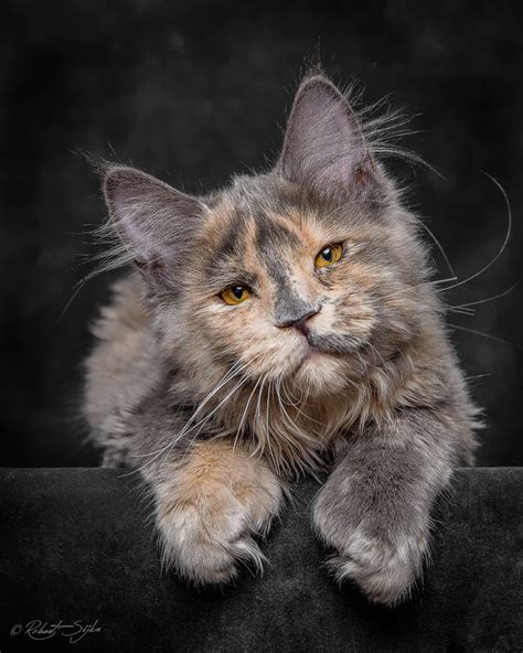 Maine Coon Cats Photographed As Majestic Mythical Beasts | DeMilked