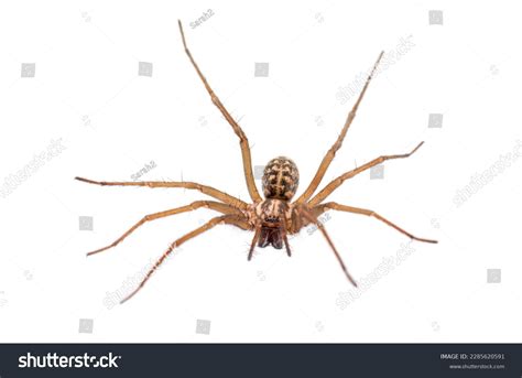 Giant Spider Stock Photos and Pictures - 10,627 Images | Shutterstock