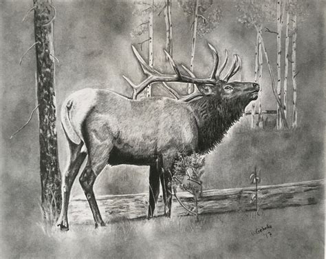 Bull Elk Drawing