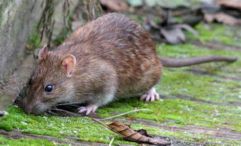 The Great Pest Migration: The Brown Rat | Empire Pest Control London