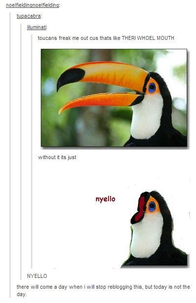 Toucans without their mouth - FunSubstance | Tumblr funny, Funny ...