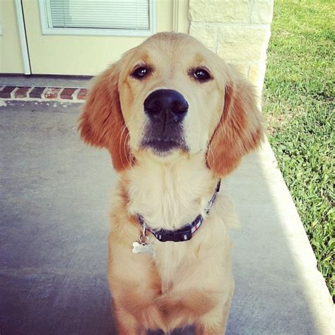 Jumpin' Jax Flash-5 months old! | Best dog breeds, Golden retriever, Best dogs