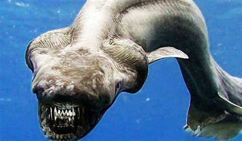 8 Pics Frilled Shark Facts For Kids And View - Alqu Blog