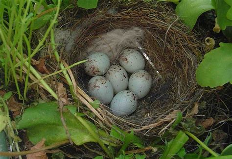 American Goldfinch Facts, Habitat, Diet, Life Cycle, Pictures