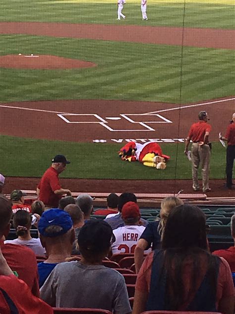 Fredbird down while they announce the Cubs starters Cardinals Baseball, St Louis Cardinals, Hall ...