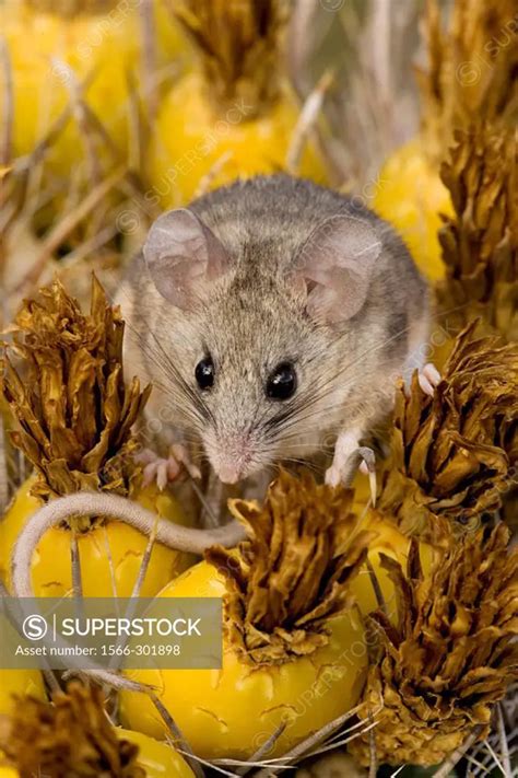 Cactus Mouse (Peromyscus eremicus) - Arizona - Habitat is rocky outcroppings with cactus or ...