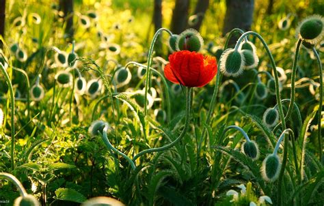 Wallpaper flower, field, poppy for mobile and desktop, section природа ...