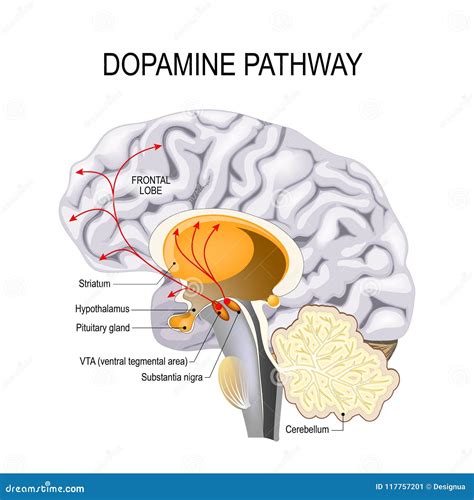 Dopamine Hypothesis of Schizophrenia Stock Vector - Illustration of neurological, dysfunction ...