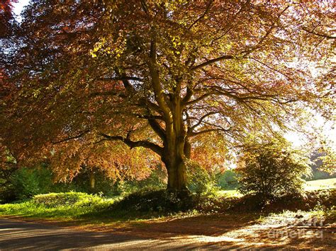 copper beech tree | Copper beech, Beech tree, Landscape