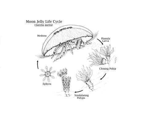 Moon jelly life cycle Illustration courtesy of C. Schaadt | Download Scientific Diagram