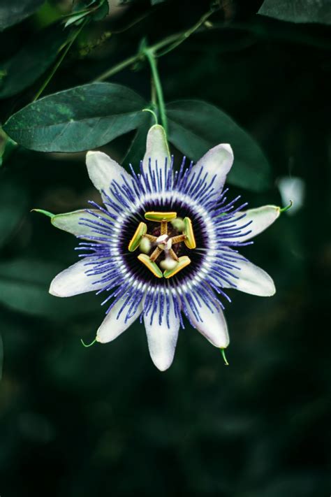 Rare Flower Pictures | Download Free Images on Unsplash