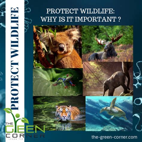 Protect Wildlife: Why It’s Important