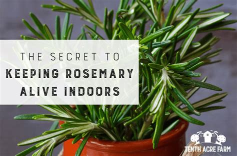 The Secret to Keeping Rosemary Alive Indoors - Tenth Acre Farm