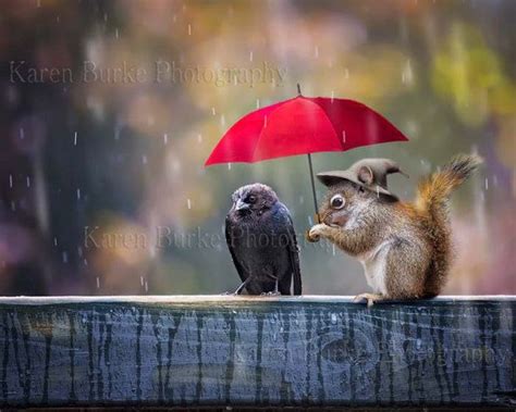 Funny Red Squirrel, Funny Animal Art, Whimsical Animal Art, Black Bird, Red Umbrella, Foul ...