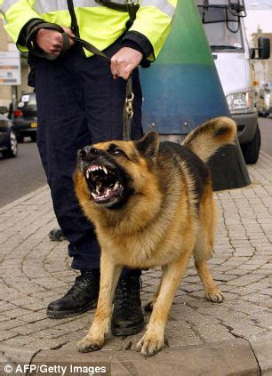 German Shepherd Police Dogs For Sale Uk | Dog Breeds Picture