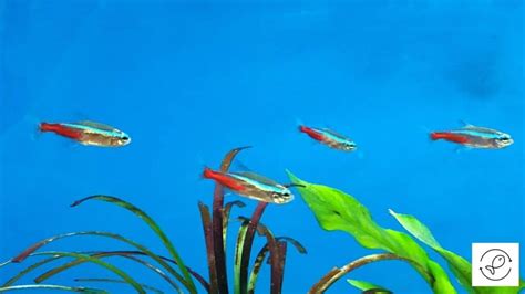 Neon Tetra Tank Size (Formula To Choose The Ideal Size)