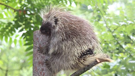 North American Porcupine Habitat