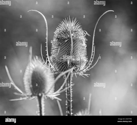 Teasel in flower uk Black and White Stock Photos & Images - Alamy