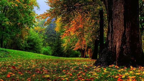 nature, Landscape, Trees, Leaves, Fall, Branch, Forest, Field, Grass ...