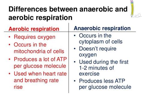 Aerobic & Anaerobic Respiration: Biology Lessons