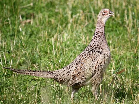 Common Pheasant Hen by Eruntir on DeviantArt