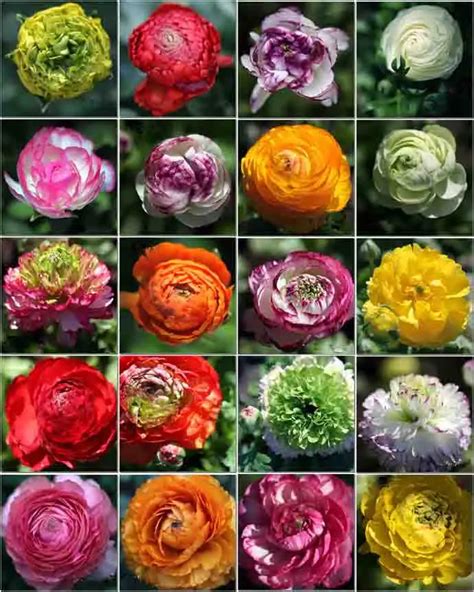 Ranunculus asiaticus seeds flower seeds 24 colors 100seeds/lot-in Bonsai from Home & Garden on ...