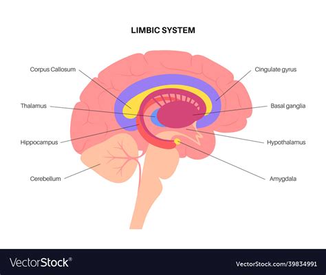 Brain limbic system Royalty Free Vector Image - VectorStock