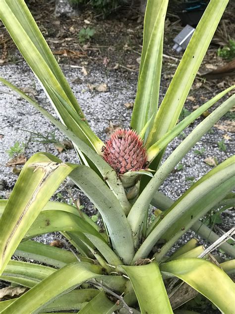 My pineapple plant is growing another pineapple. I’ve always read that pineapple plants only ...