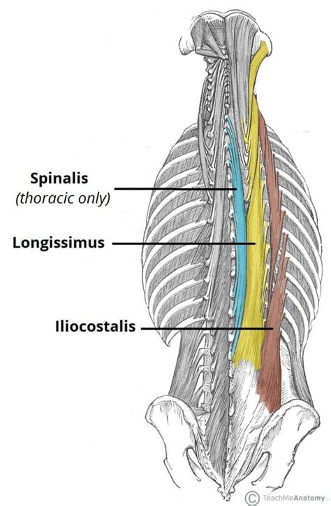 The Intrinsic Back Muscles - Attachments - Actions - TeachMeAnatomy