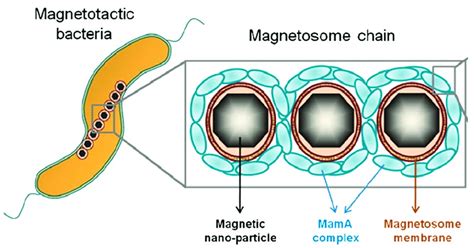 Schematic presentation of magnetotactic bacterium with a magnetosome ...