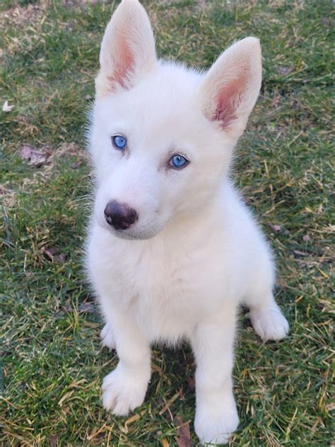 White Siberian Husky With Blue Eyes, 51% OFF