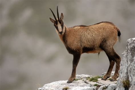 Goat antelope | Habitat, Diet & Adaptations | Britannica