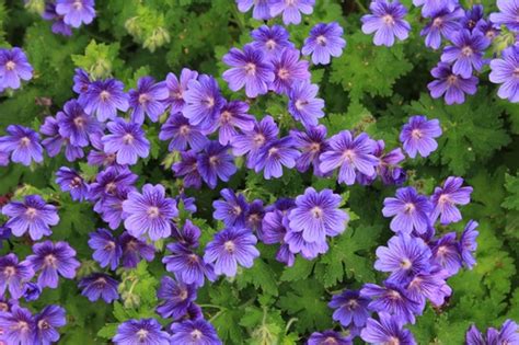 Blooming purple geranium flower Stock Photo free download