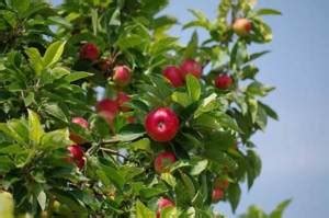 The Best Fungicide for Fruit Trees | Gardening Adviser