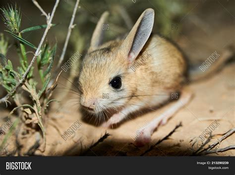 Jerboa / Jaculus. Image & Photo (Free Trial) | Bigstock