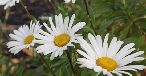 Featured Plant: Montauk Daisy - HEBERT'S GARDEN CENTER