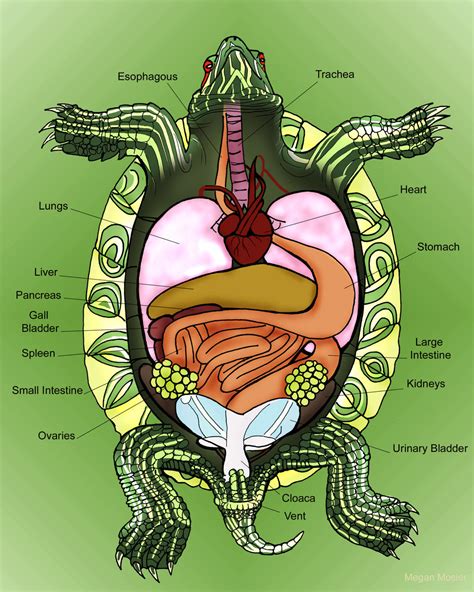 Anatomy of the Turtle by MeganMosier on DeviantArt