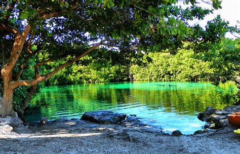 The Casa Cenote, just before Tulum! Diving in the mangrove forest.