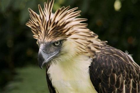 Eagle: The National Animal of Nigeria