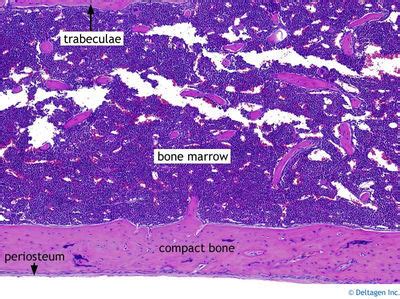 Bone Histology - Diaphysis (labels) - histology slide